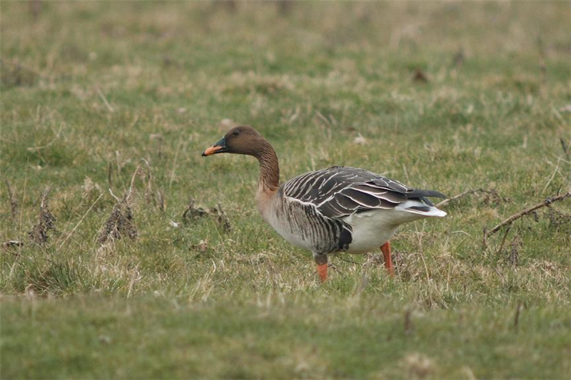 Birds of Norfolk key species